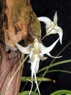 Bild von Dendrobium gregulus seidenf. 3